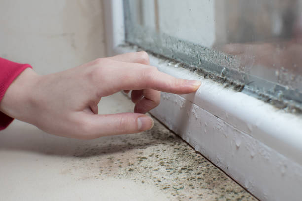 Best Black Mold Removal  in Raton, NM
